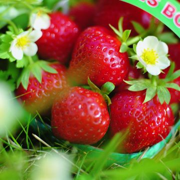 Fraisier Mara des Bois (remontant)