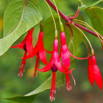 Fuchsia hatschbachii - Fuchsia de Hatschbach