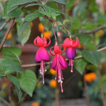 Fuchsia rustique Charming