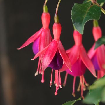Fuchsia rustique Mrs Popple
