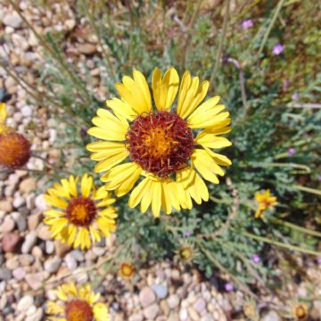 Gaillarde, Gaillardia grandiflora Fanfare