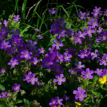Géranium vivace sylvaticum Bridget Lion - Géranium vivace des bois bleu foncé