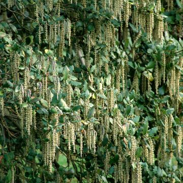 Garrya elliptica - Garrya à feuilles elliptiques