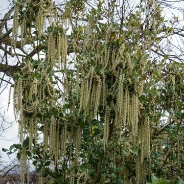 Garrya elliptica James Roof - Garrya à feuilles elliptiques