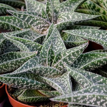 Gasteria D. Nella