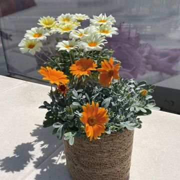 Gazania New Day Tiger Stripe mix - Duo de gazanies