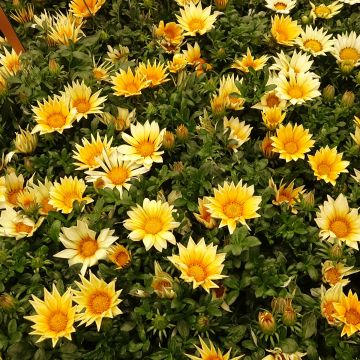 Graines de Gazania F1 Zany Sunny-Side Up 