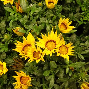 Graines de Gazania Zany F1 Yellow (graines pelliculées)