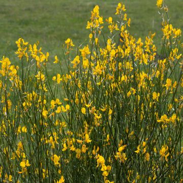 Genêt d'Espagne - Spartium junceum