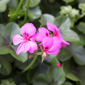 Géranium lierre Rainbow Amethyst - Pelargonium peltatum 
