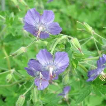 Geranium vivace monacense Anglicum