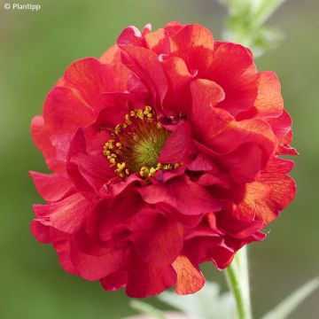 Geum Coral Tempest (Tempest Series) - Benoîte hybride