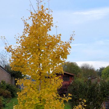 Ginkgo Biloba fastigiata Gold Flame® - Arbre aux quarante écus