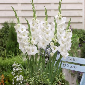 Glaïeul ou Gladiolus Break of Dawn