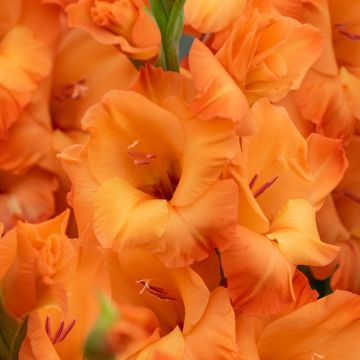 Glaïeul ou Gladiolus Break of Dawn