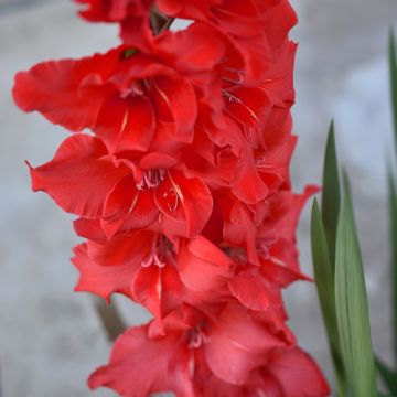 Glaïeul ou Gladiolus Break of Dawn