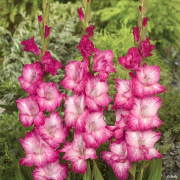 Glaïeul ou Gladiolus Break of Dawn