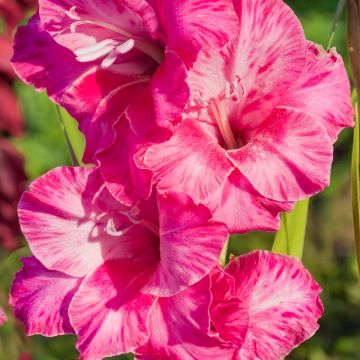 Glaïeul ou Gladiolus Break of Dawn