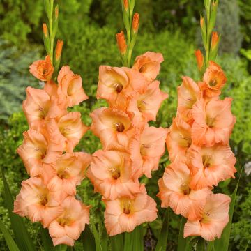 Glaïeul ou Gladiolus Break of Dawn