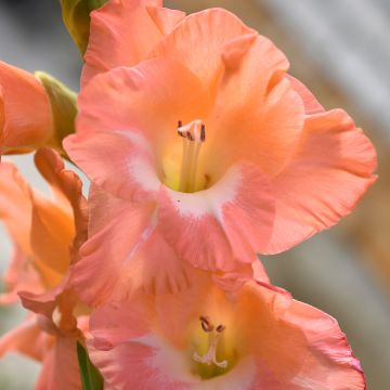 Glaïeul ou Gladiolus Break of Dawn