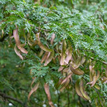 Gleditsia triacanthos - Févier d'Amérique