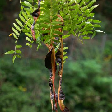 Graines de Févier d'Amérique inerme - Gleditsia triacanthos f. inermis