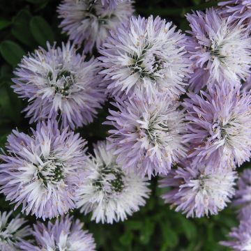 Globularia cordifolia