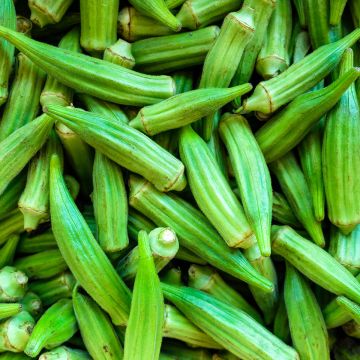 Gombo Okra