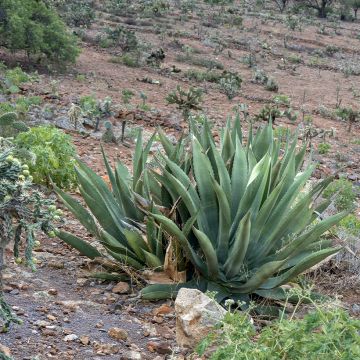 Graines d'Agave (Mixed)  - Agaves en mélange
