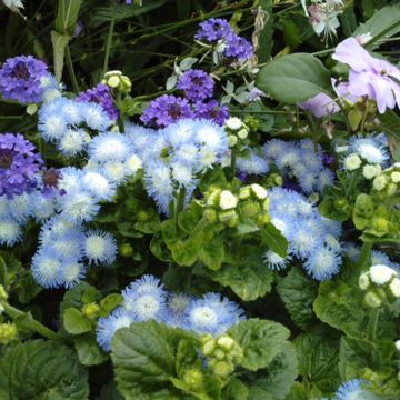 Graines d'Ageratum du Mexique Bouquet Bleu (Bouquet Blue)