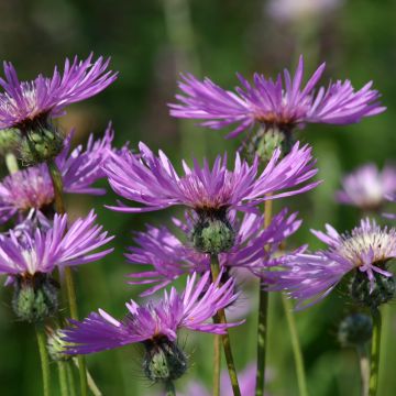 Graines d'Amberboa muricata - Etoile du désert
