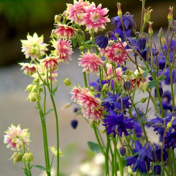 Graines d'Ancolie Nora Barlow - Aquilegia x hybrida