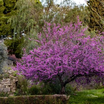 Graines d'Arbre de Judée - Cercis siliquastrum
