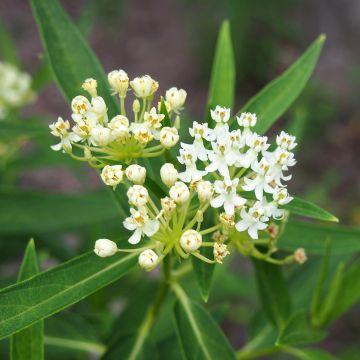 Graines d'Asclepias incarnata White - Asclépiade incarnat