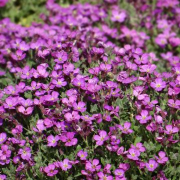 Aubriète Cascade en mélange - Aubrieta x cultorum