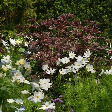 Malva Moschata Snow White 