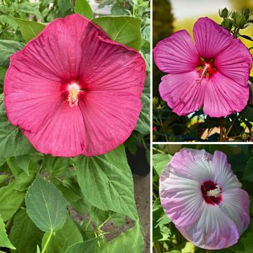 Malva Moschata Snow White 