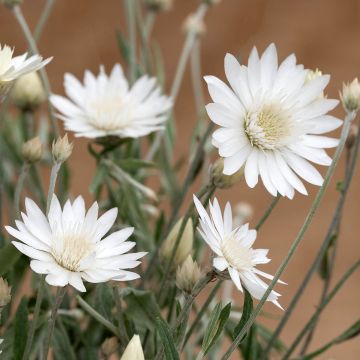 Graines d'Immortelle annuelle - Xeranthemum Superbissimum Album
