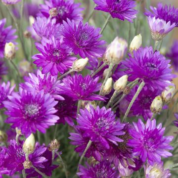 Graines d'Immortelle annuelle - Xeranthemum Superbissimum Purpureum