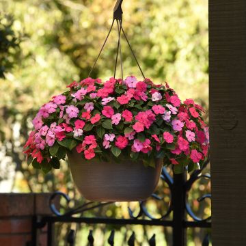 Graines d'Impatiente du Sultan F1 Circus Orange & White