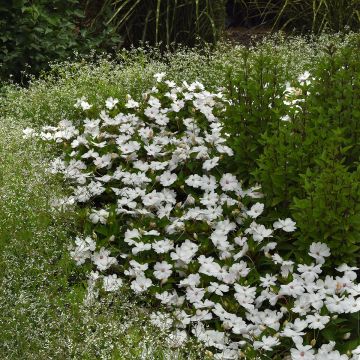 Graines d'Impatiente du Sultan F1 Circus Orange & White