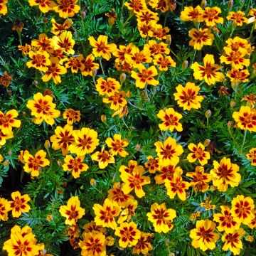 Graines d'Oeillet d'Inde Marietta - Tagetes patula