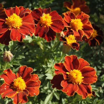 Graines d'Oeillet d'Inde Red Favourite - Tagetes patula