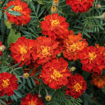 Graines d'Oeillet d’Inde Durango Red - Tagetes patula