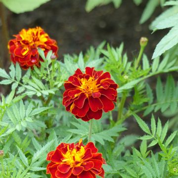 Graines d'Oeillet d’Inde triploïde Konstance - Tagetes patula x erecta 