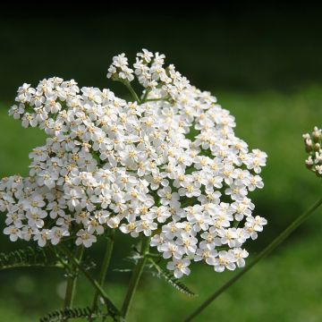 Achillée millefeuille Summer Pastels F2 en mélange - Achillea millefolium