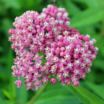 Graines d'Asclepias incarnata Rose