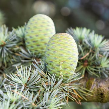 Graines de Cèdre de l'Atlas - Cedrus atlantica