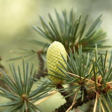 Graines de Cèdre du Liban - Cedrus libani