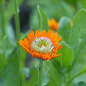 Graines de Calendula officinalis Ollioules Orange Greenheart  - Souci des Jardins